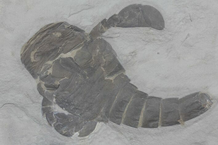 Eurypterus (Sea Scorpion) Fossil - New York #70646